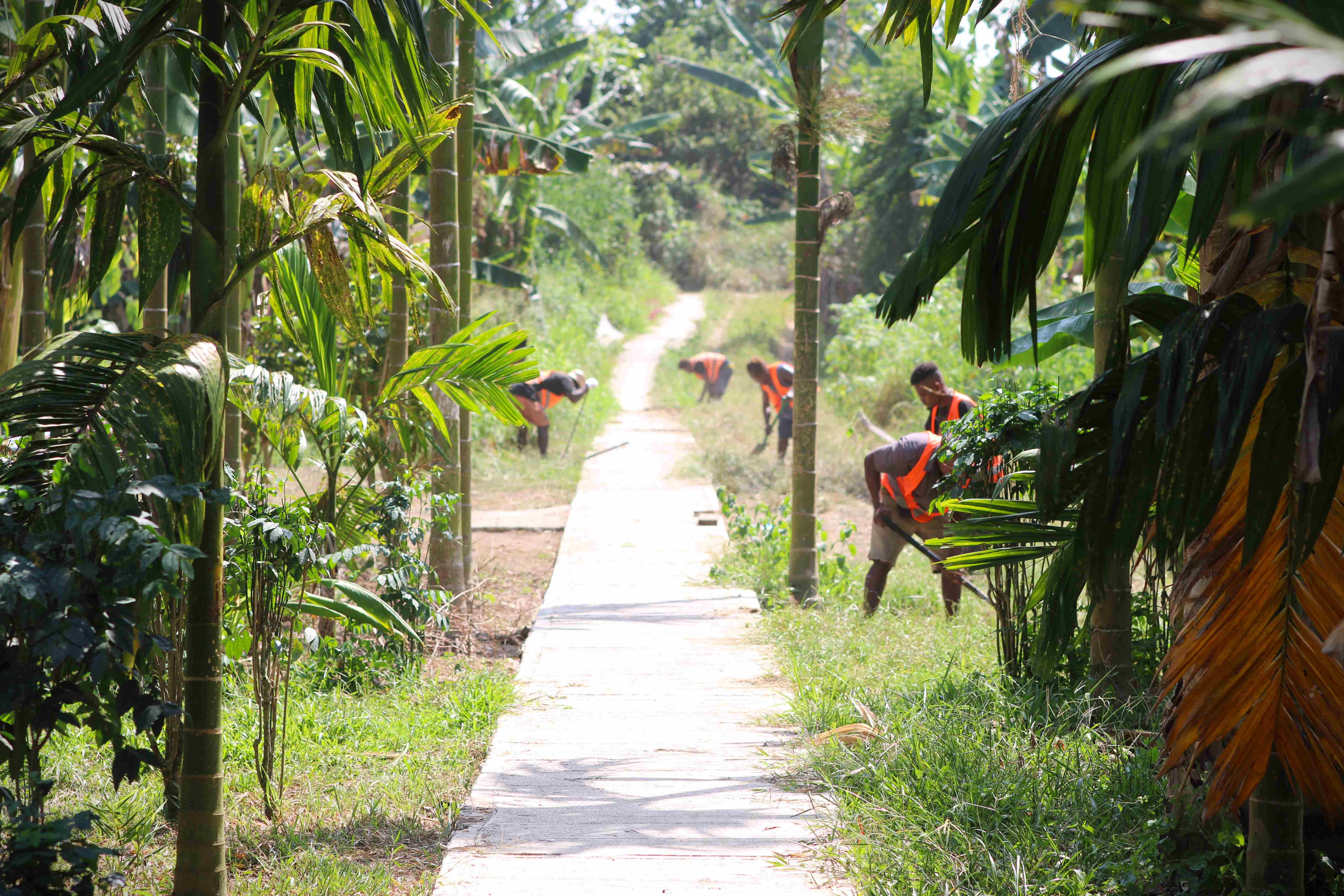 Solar Lights to Brighten Poha Community Footpath